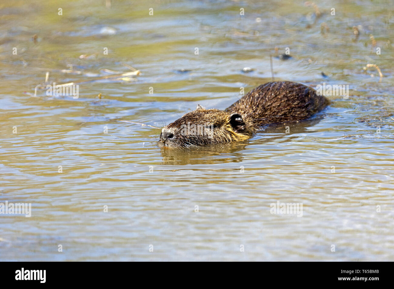 Nutria o River Rat [Myocastor coypus] Foto Stock