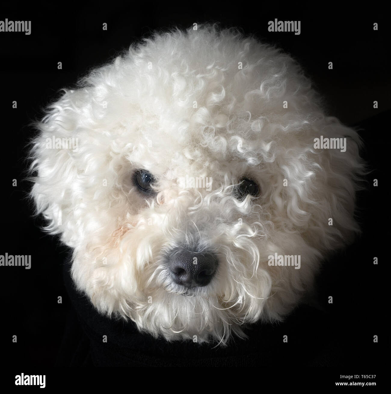 Bichon frise cane Foto Stock