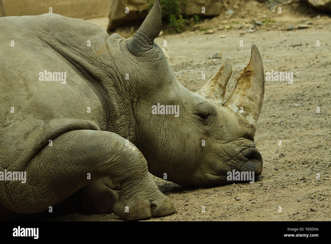 Quadrati di rinoceronte a labbro - Ceratotherium simum si Foto Stock