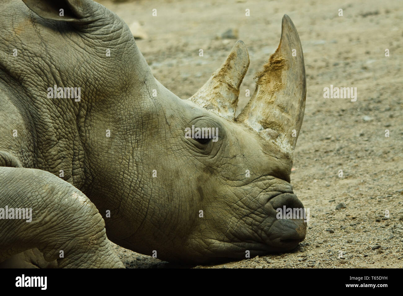 Quadrati di rinoceronte a labbro - Ceratotherium simum si Foto Stock