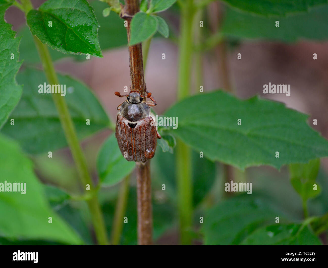 Adulto cockchafer beetle su un ramo di gelsomino Foto Stock