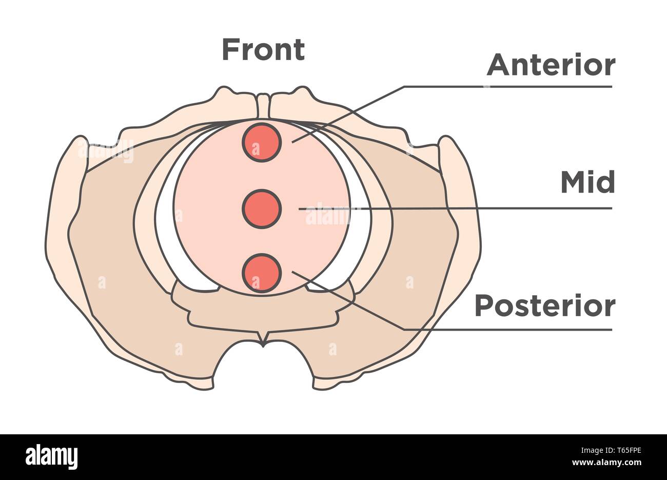 Pelvi Illustrazione medica - che mostra parte anteriore, anteriore, intermedia e posteriore Illustrazione Vettoriale