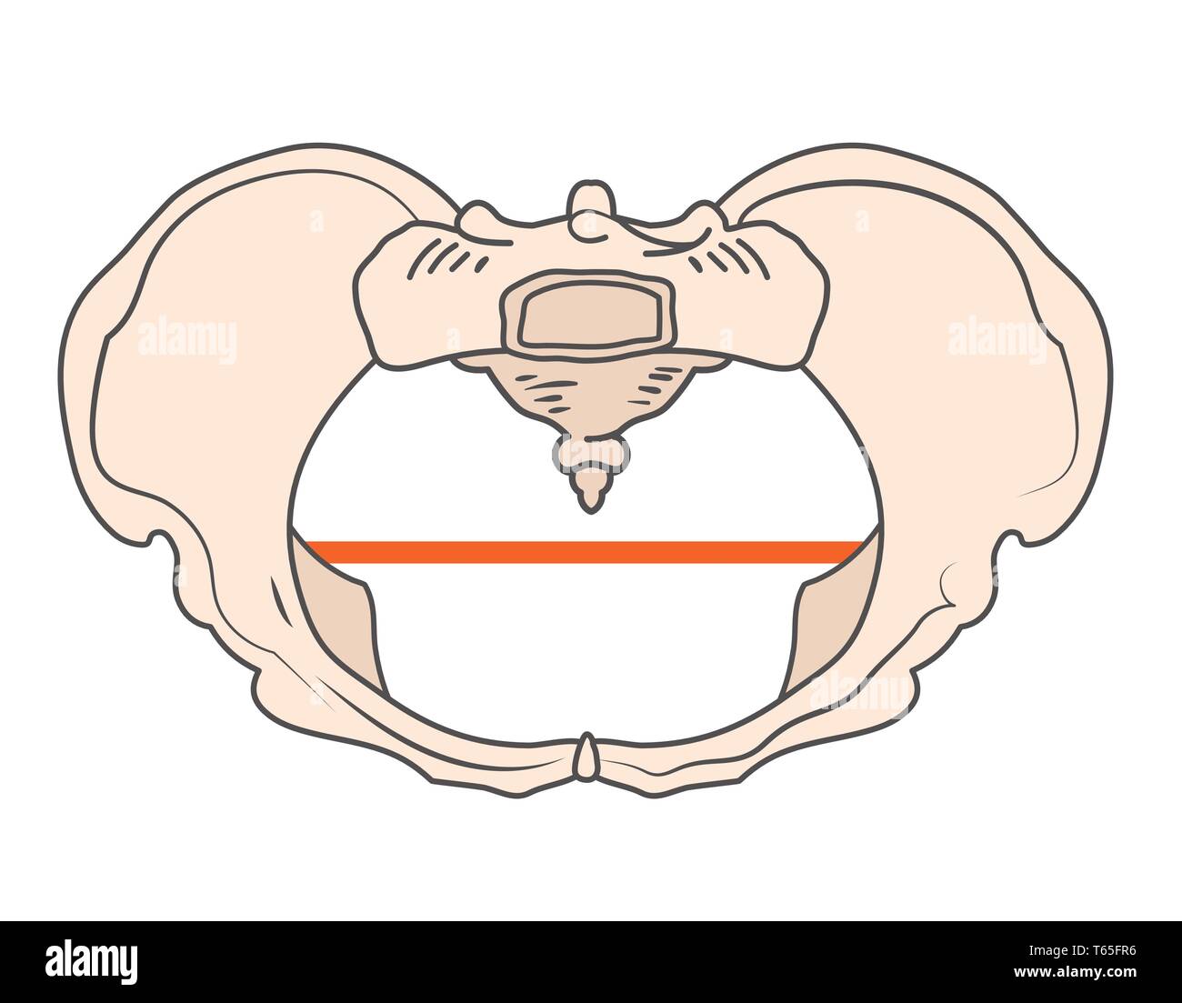 Platypoid / Platypelloid pelvi con forma rotonda o di forma circolare Illustrazione Vettoriale