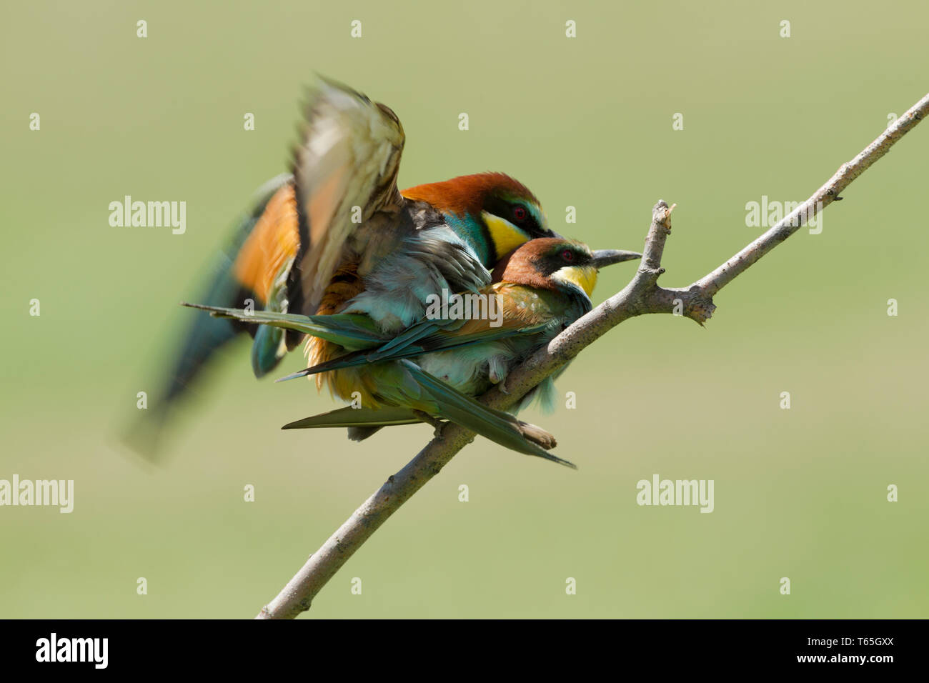 Voce maschile e femminile europeo i gruccioni, nome latino Merops apiaster, coniugata su un ramo in illuminazione calda Foto Stock