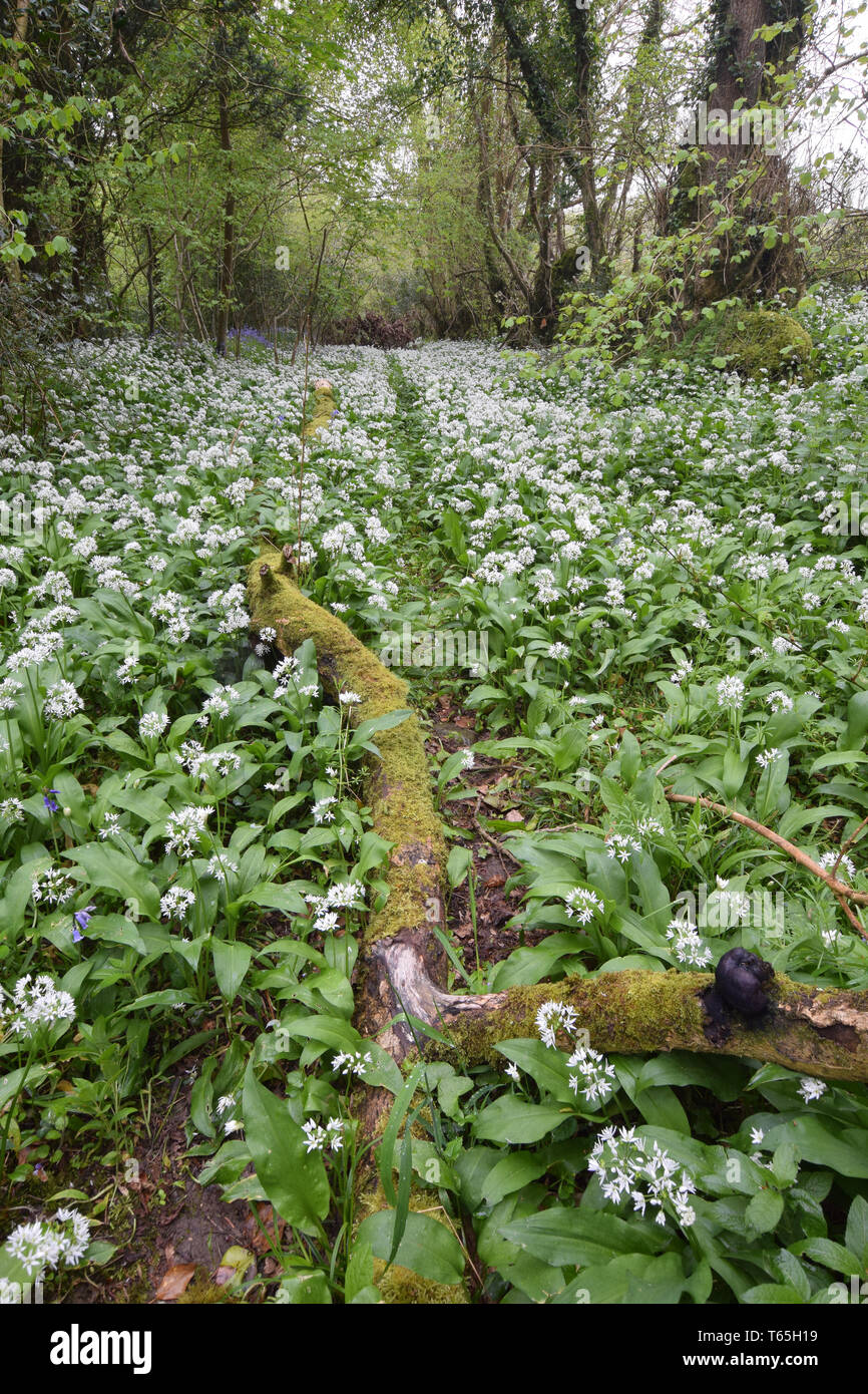 La molla bosco con aglio selvatico St Albans Cornovaglia Foto Stock