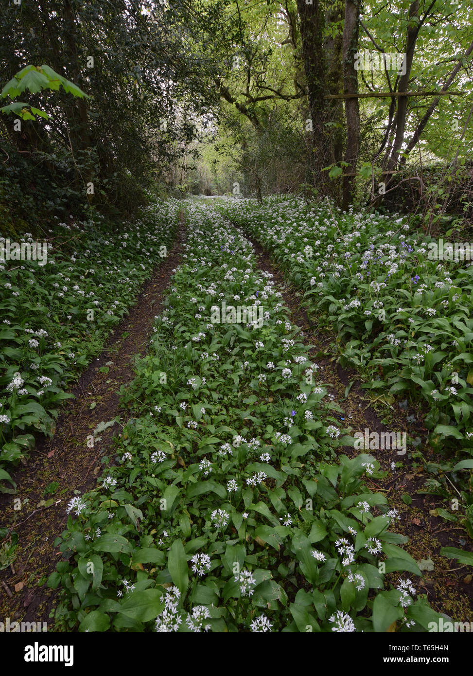 La molla bosco con aglio selvatico St Albans Cornovaglia Foto Stock