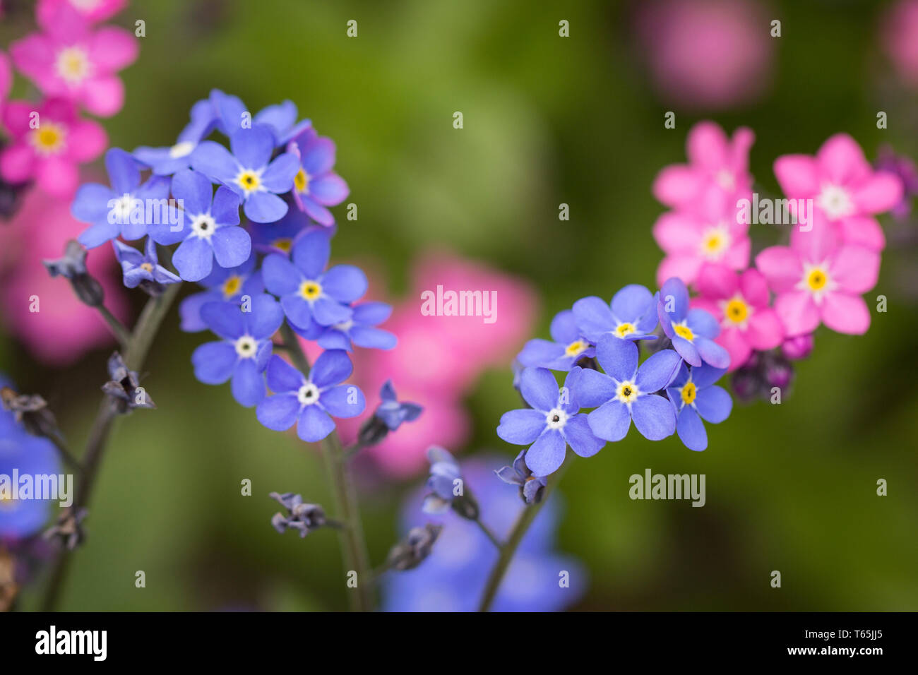 Foto di fiori di miosotis in fiore. Fotografia macro. Foto Stock