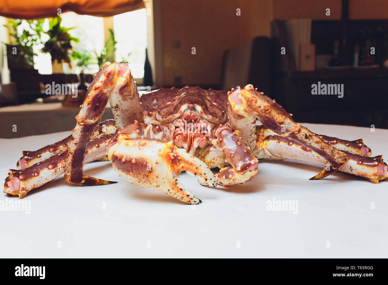 Live re granchio bianco su sfondo succinta. giacente sul tavolo contro lo sfondo del ristorante Foto Stock