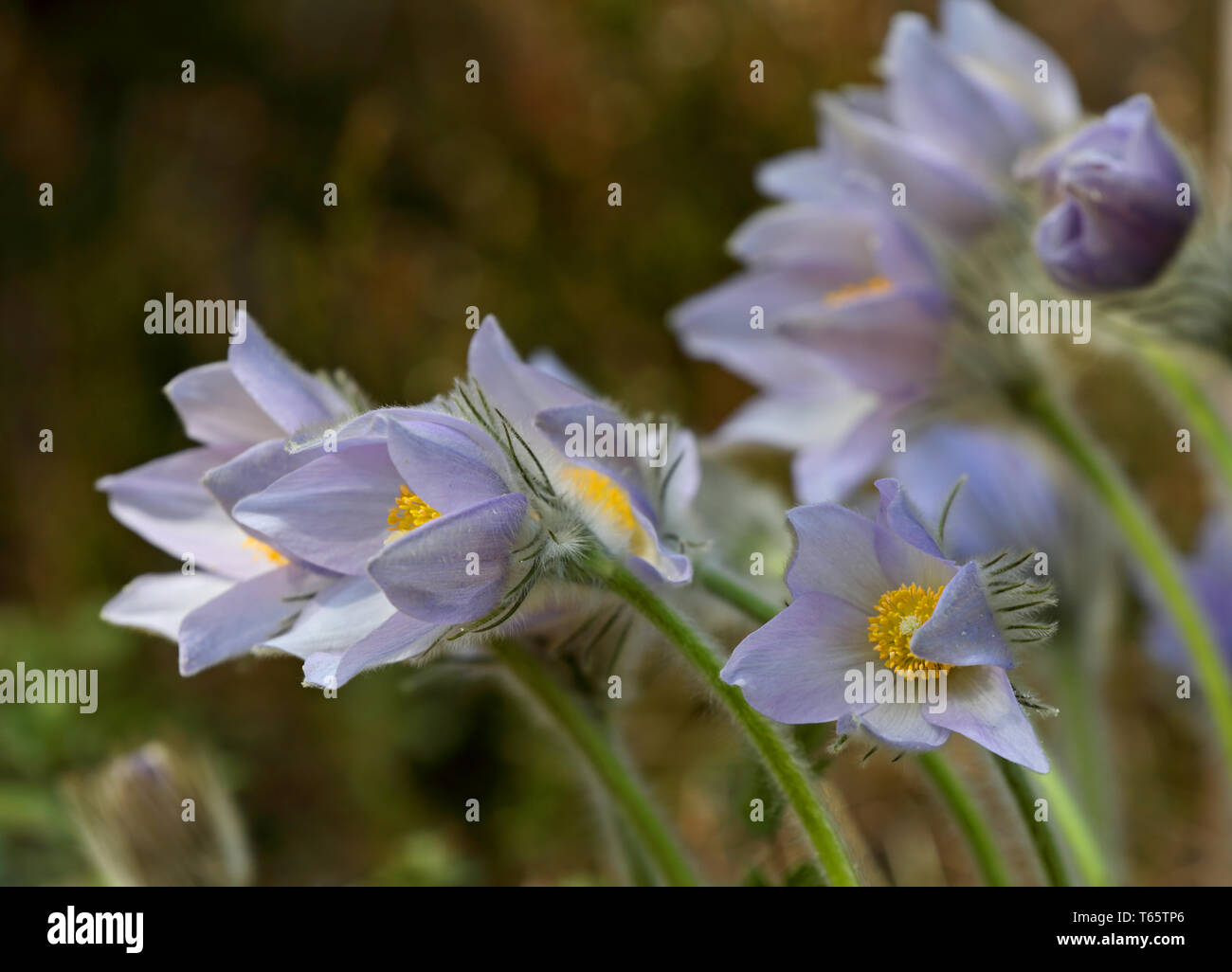 Pulsatilla patens, una rara e protetta fiore che sboccia solo nel centro di southern Finlands foreste e solo in alcune aree Foto Stock