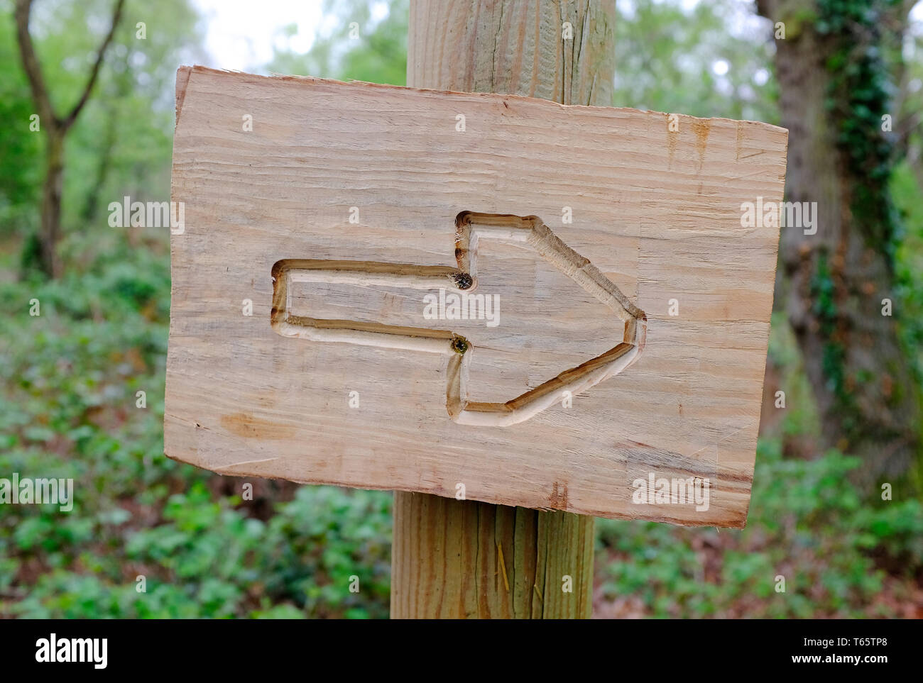 Intagliato a mano freccia sulla scheda di legname nel bosco, Norfolk, Inghilterra Foto Stock
