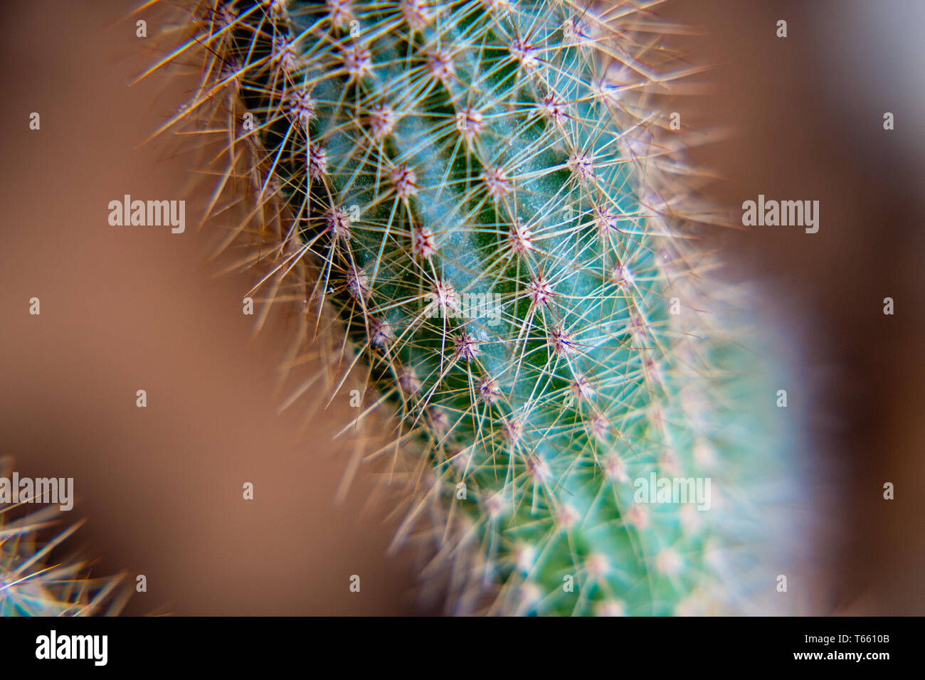 Il corpo di un verde cactus con aghi sporgenti. Messa a fuoco selettiva Foto Stock