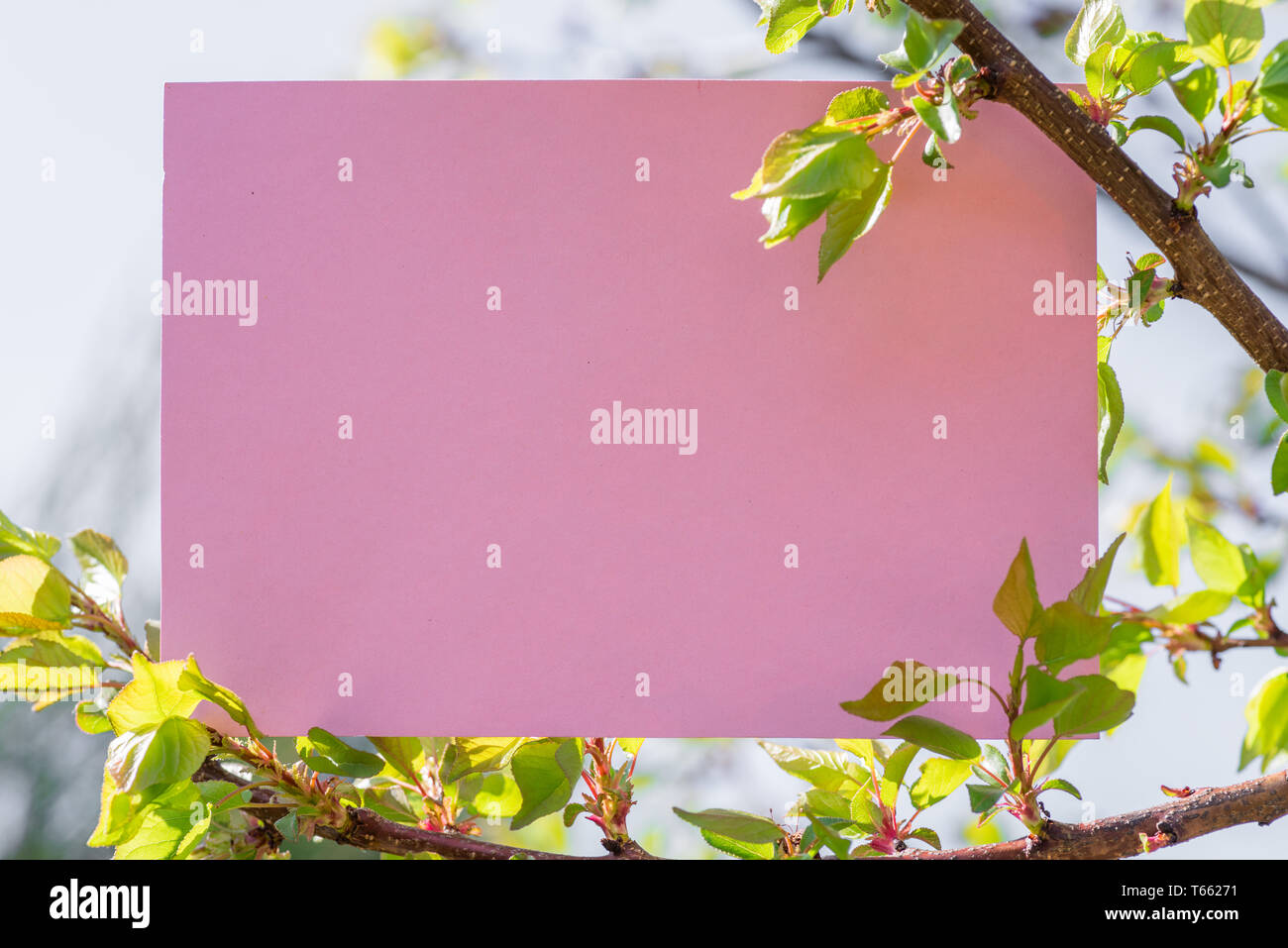 Carta vuota tra rami di ciliegio in fiore. Foto Stock