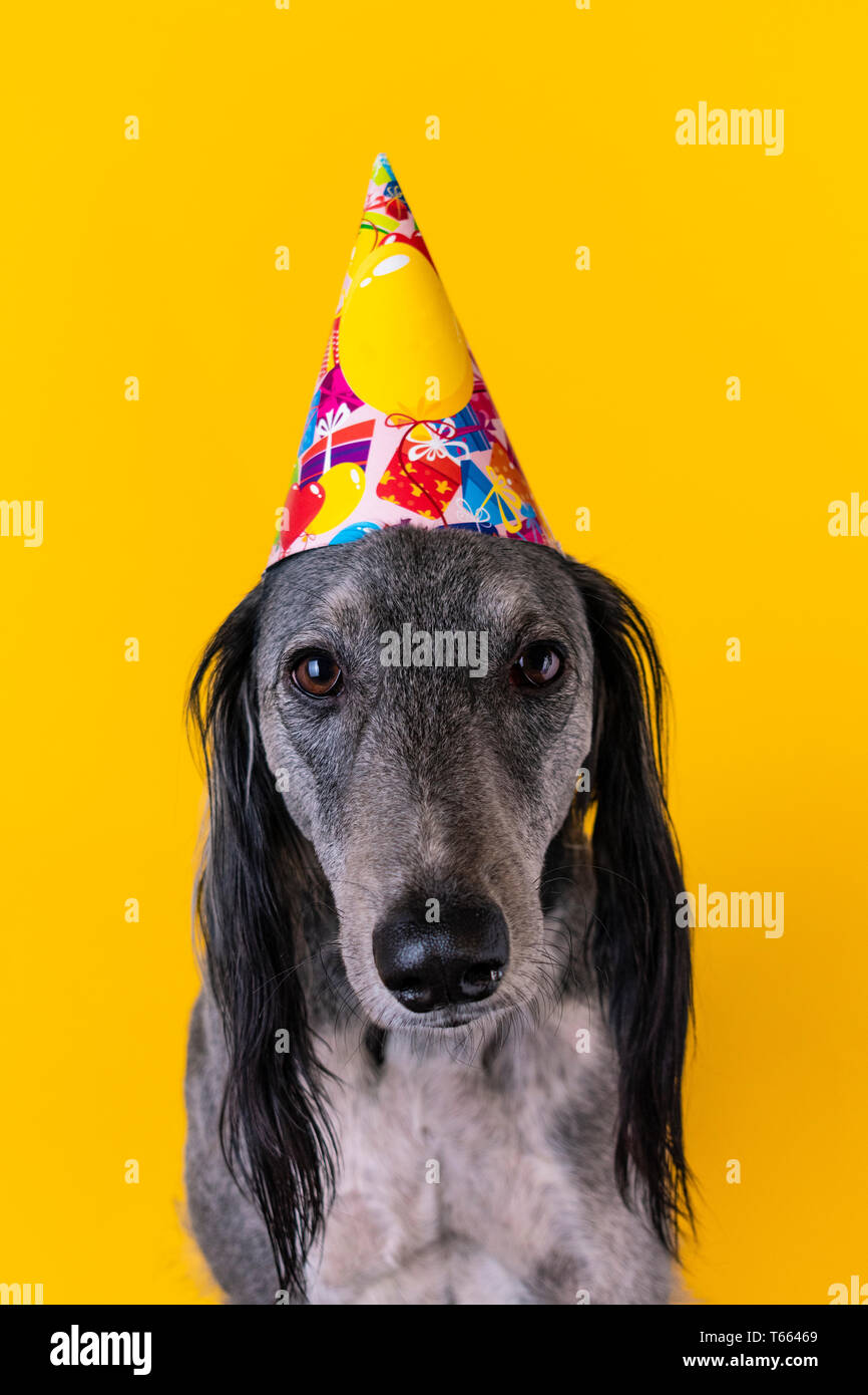 Biglietto Levriero Biglietto Di Compleanno Del Cane Etsy