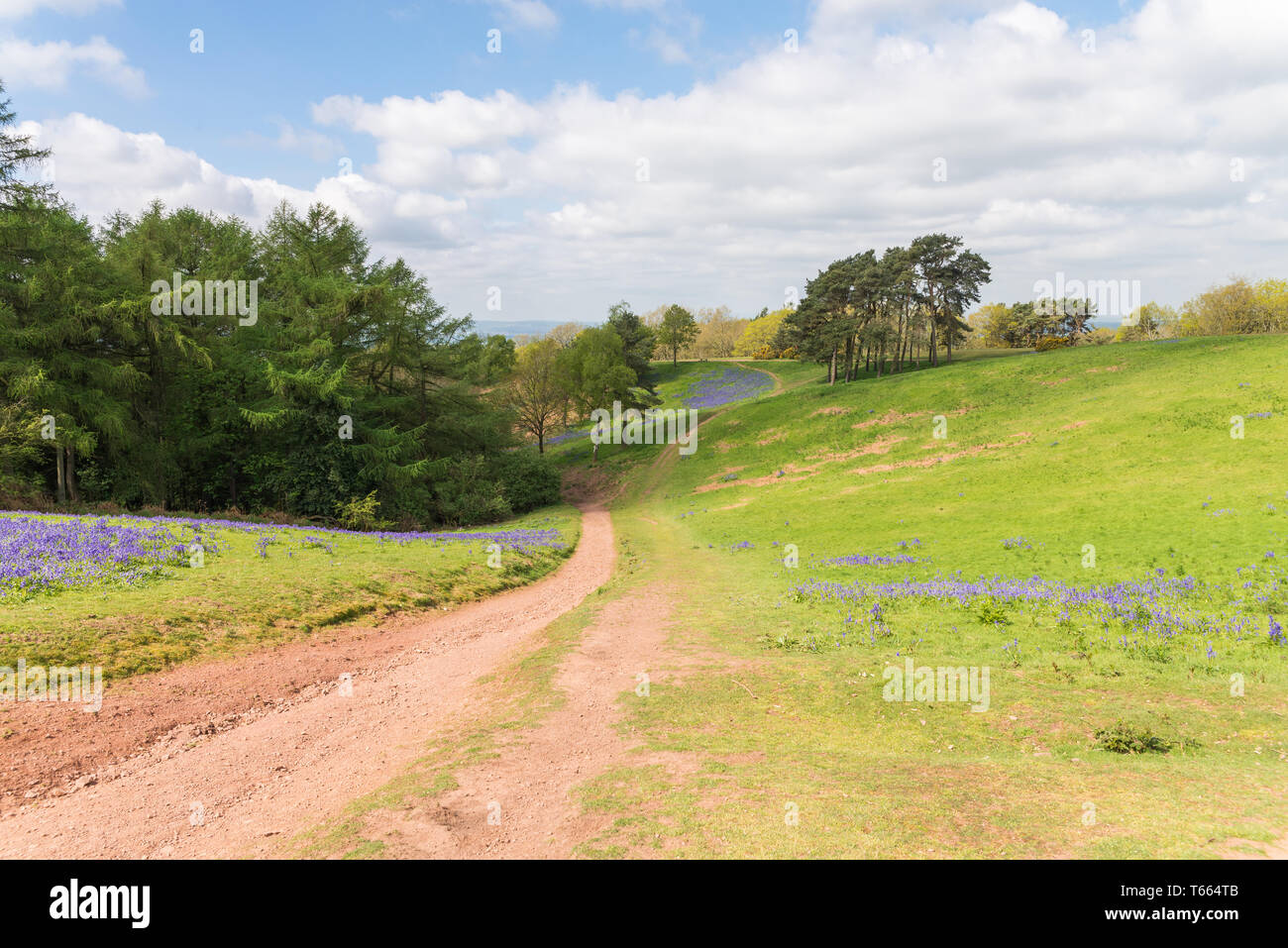 Campi coperti in un tappeto di bluebells nel client colline, Worcestershire su una soleggiata giornata di primavera Foto Stock