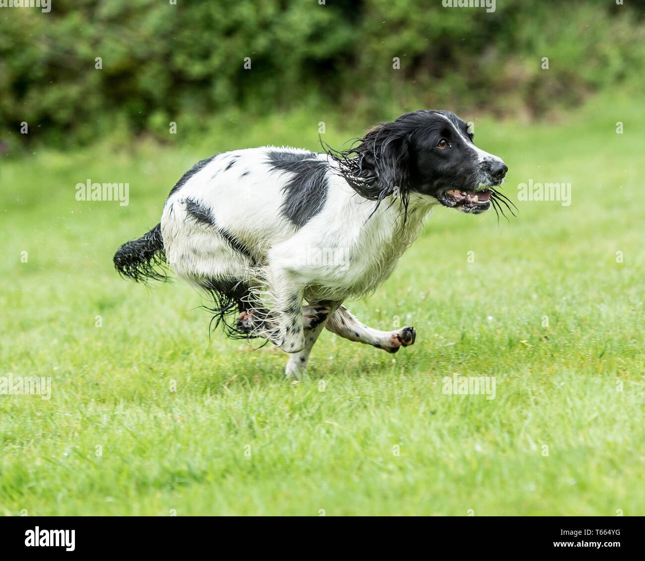 English Springer spaniel cane Foto Stock