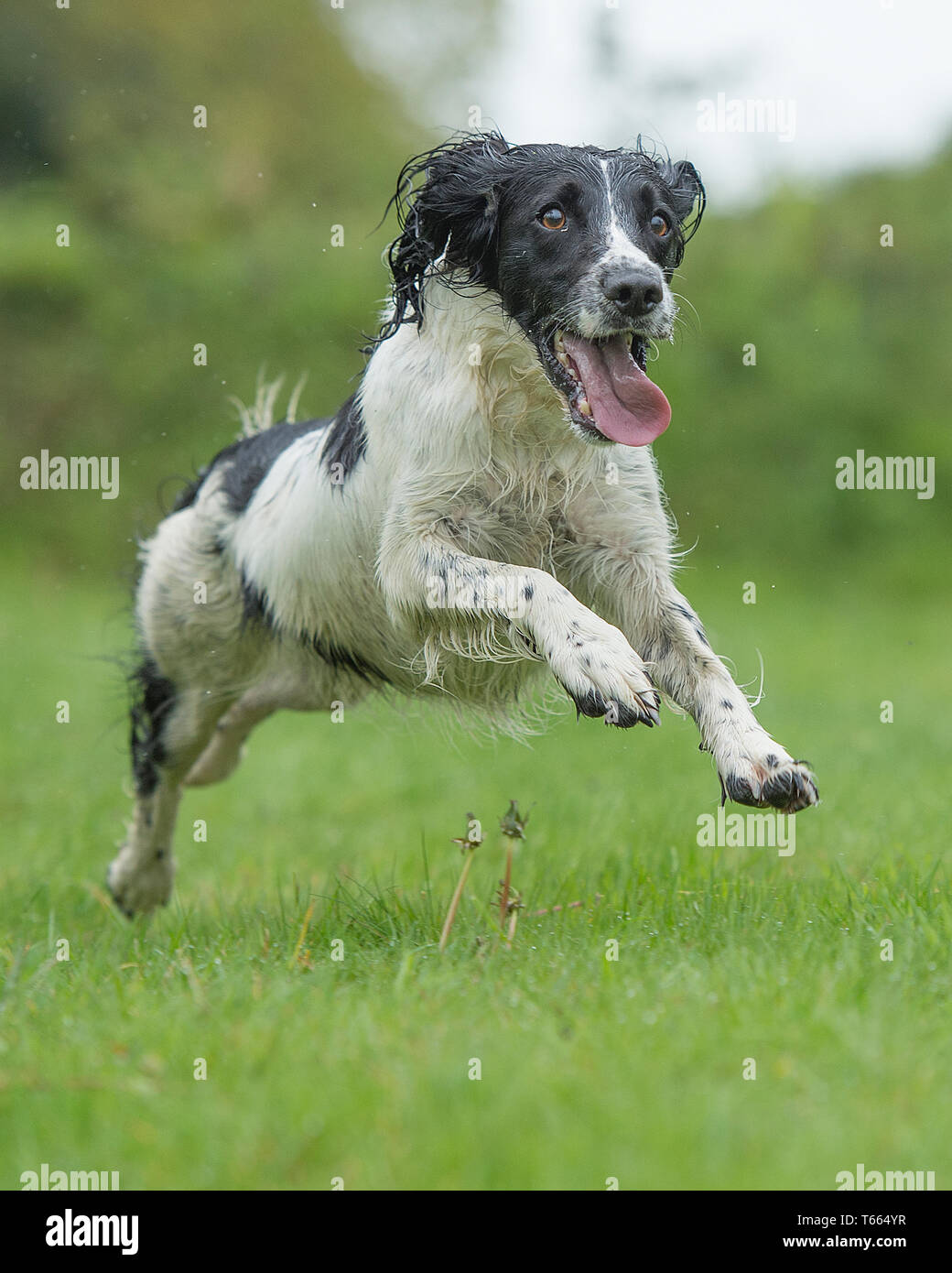 English Springer spaniel cane Foto Stock