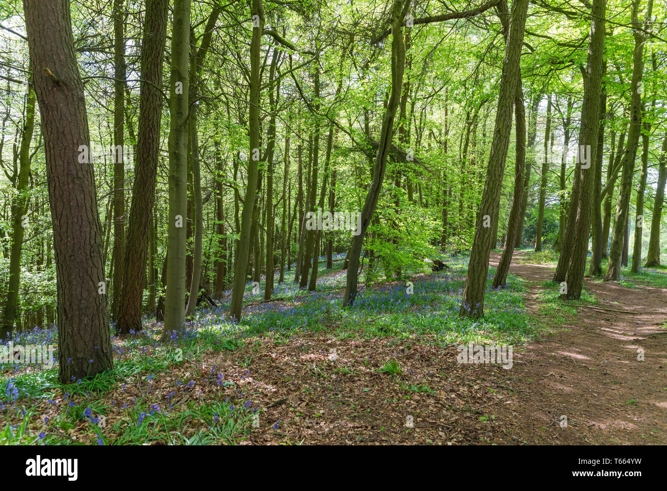 Bluebells crescendo al fianco di percorso nel bosco a Clent Hills, Worcestershire, Regno Unito nella primavera Foto Stock