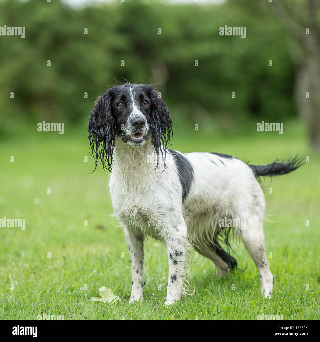 English Springer spaniel cane Foto Stock