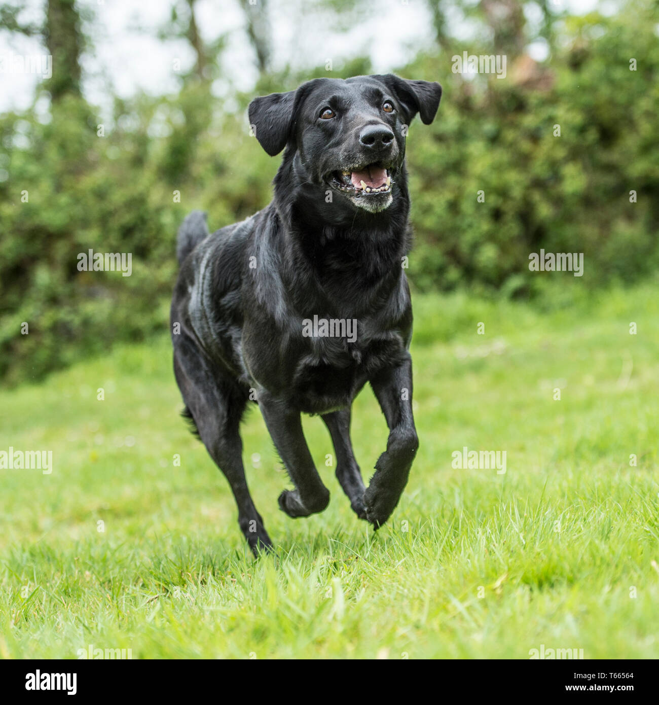 Il labrador retriever nero Foto Stock