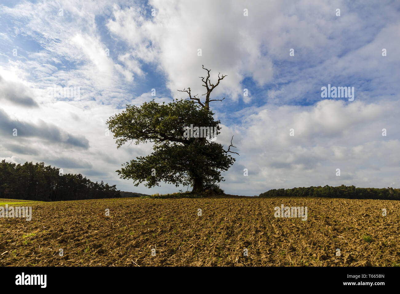 Vecchia quercia in campo immagini e fotografie stock ad alta ...