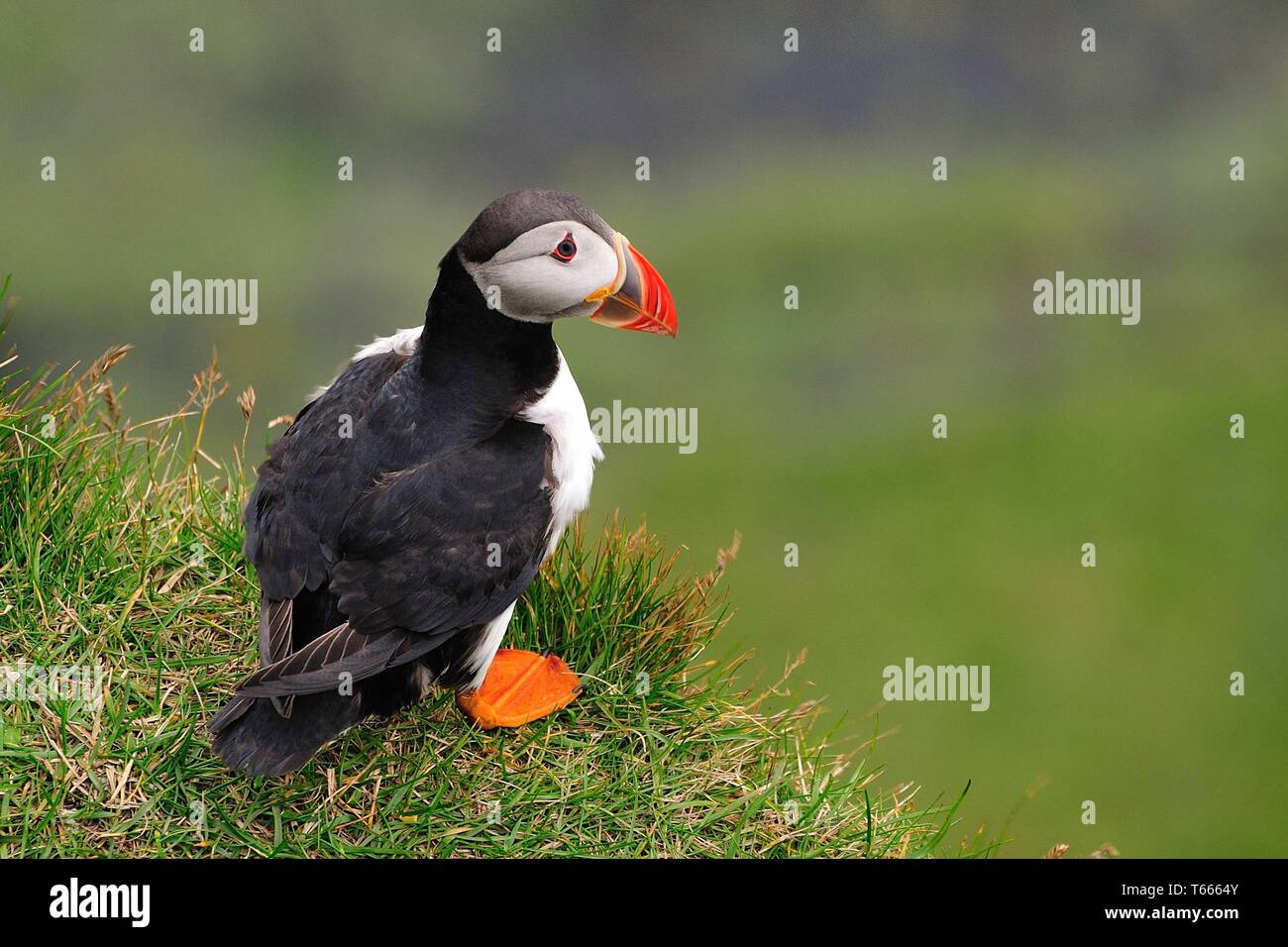 Atlantic puffini, Fratercula arctica, Nord Europa Foto Stock