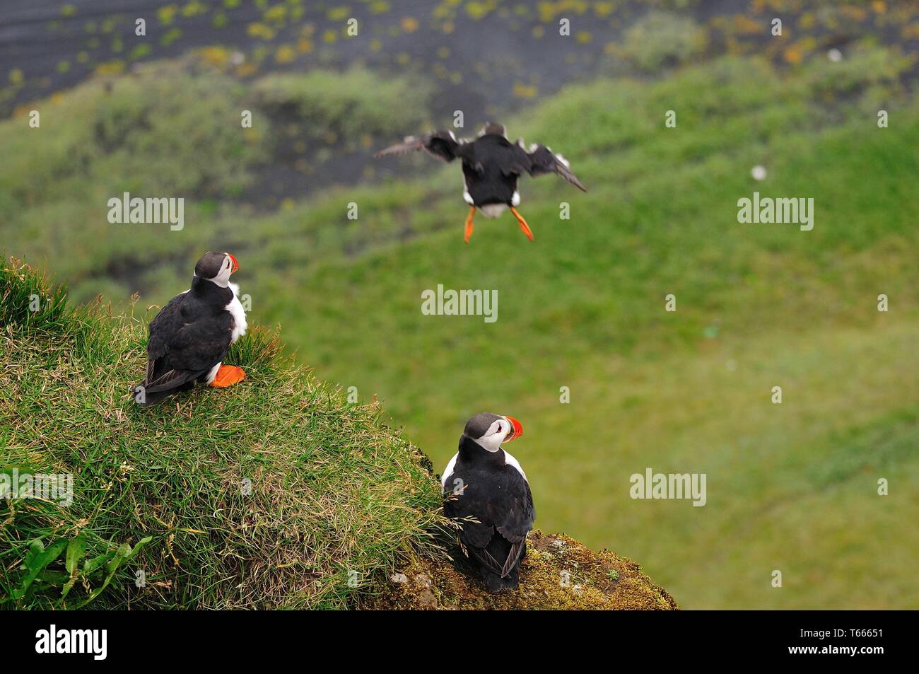 Atlantic puffini, Fratercula arctica, Nord Europa Foto Stock