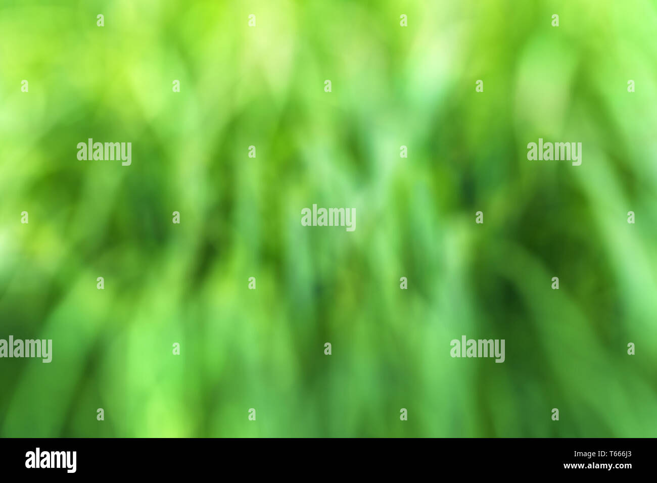 Verde erba sfocata texture di sfondo composings Foto Stock
