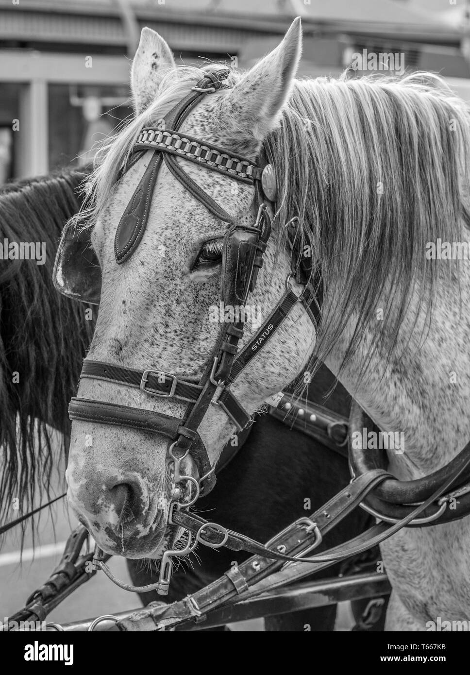 Progetto di cavallo ritratto, in bianco e nero. Foto Stock