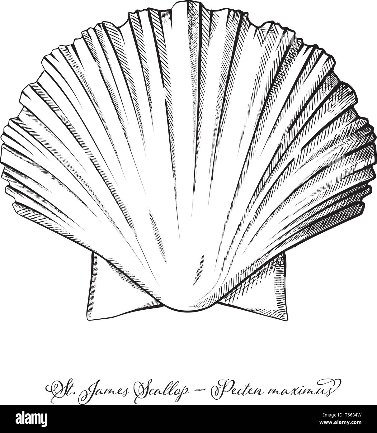 St James smerlo shell vintage stile di incisione illustrazione vettoriale Illustrazione Vettoriale