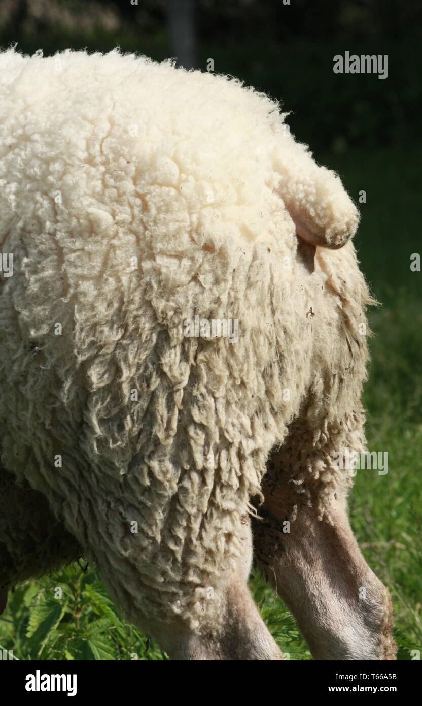 Pecore, natica Foto Stock