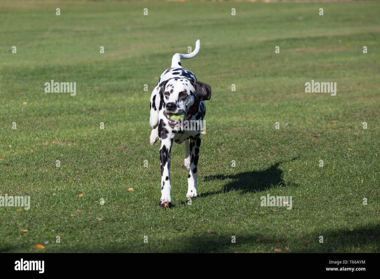 Cani dalmata, in bianco e nero Dalmata Cani giocando fuori al sole su una bella giornata Foto Stock