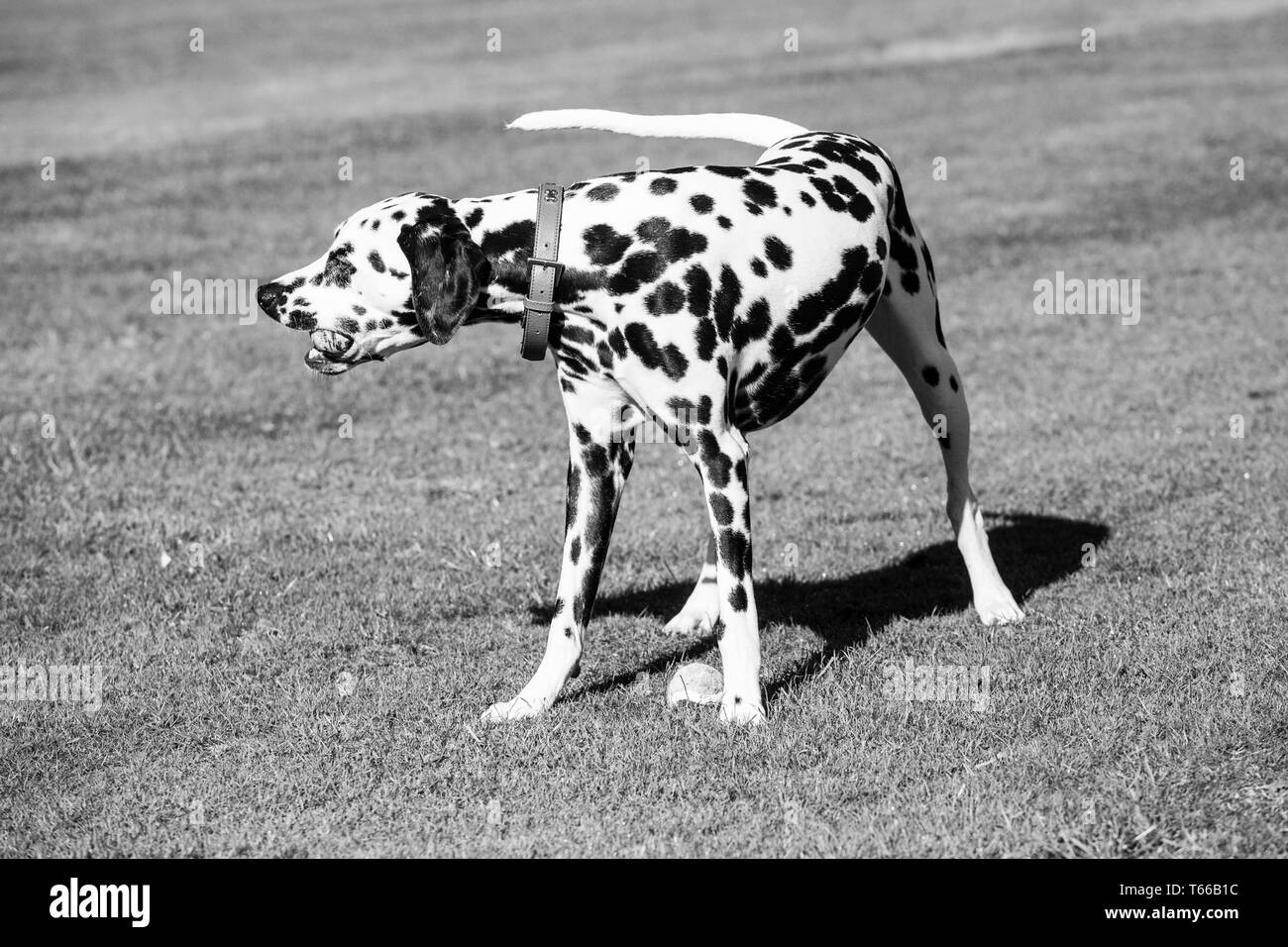 Cani dalmata, in bianco e nero Dalmata Cani giocando fuori al sole su una bella giornata Foto Stock