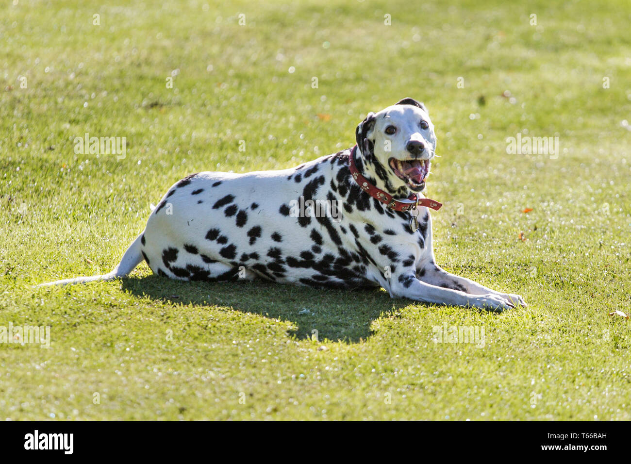 Cani dalmata, in bianco e nero Dalmata Cani giocando fuori al sole su una bella giornata Foto Stock