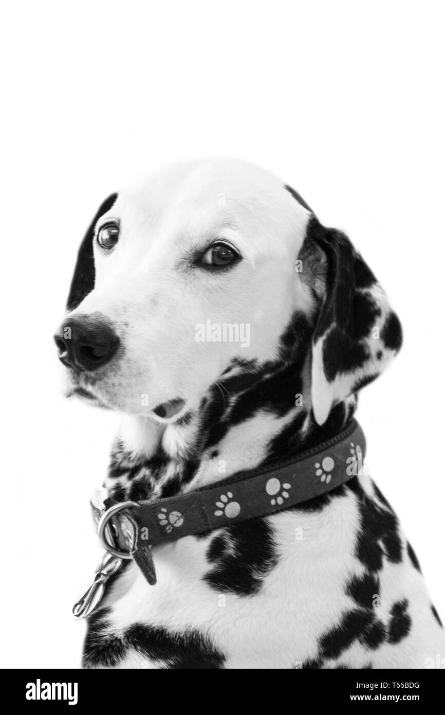 Cani dalmata, in bianco e nero Dalmata cane ritratto Foto Stock