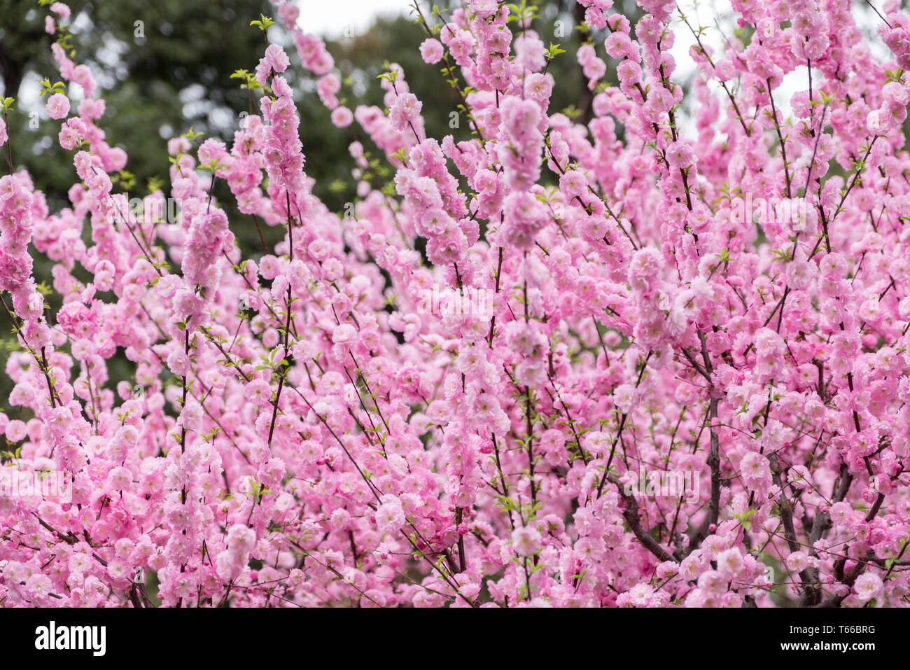 Close up rosa prugna Fiore blossom su albero in primavera,stagionali sfondo naturale. Foto Stock