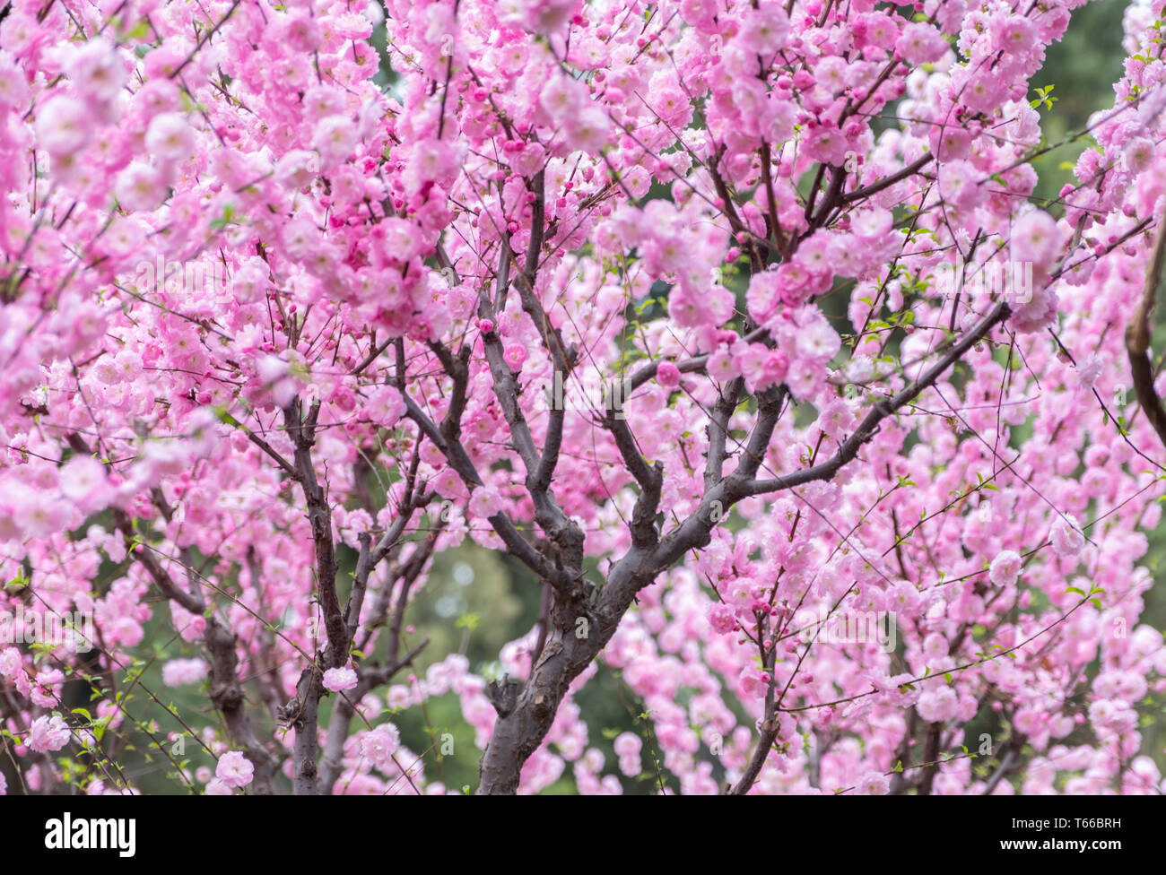 Close up rosa prugna Fiore blossom su albero in primavera,stagionali sfondo naturale. Foto Stock
