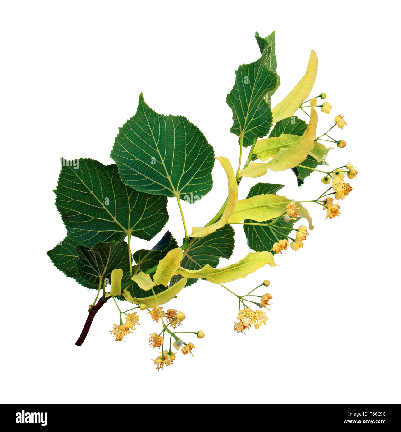 Fiori e foglie di linden.Fond bianco. Foto Stock