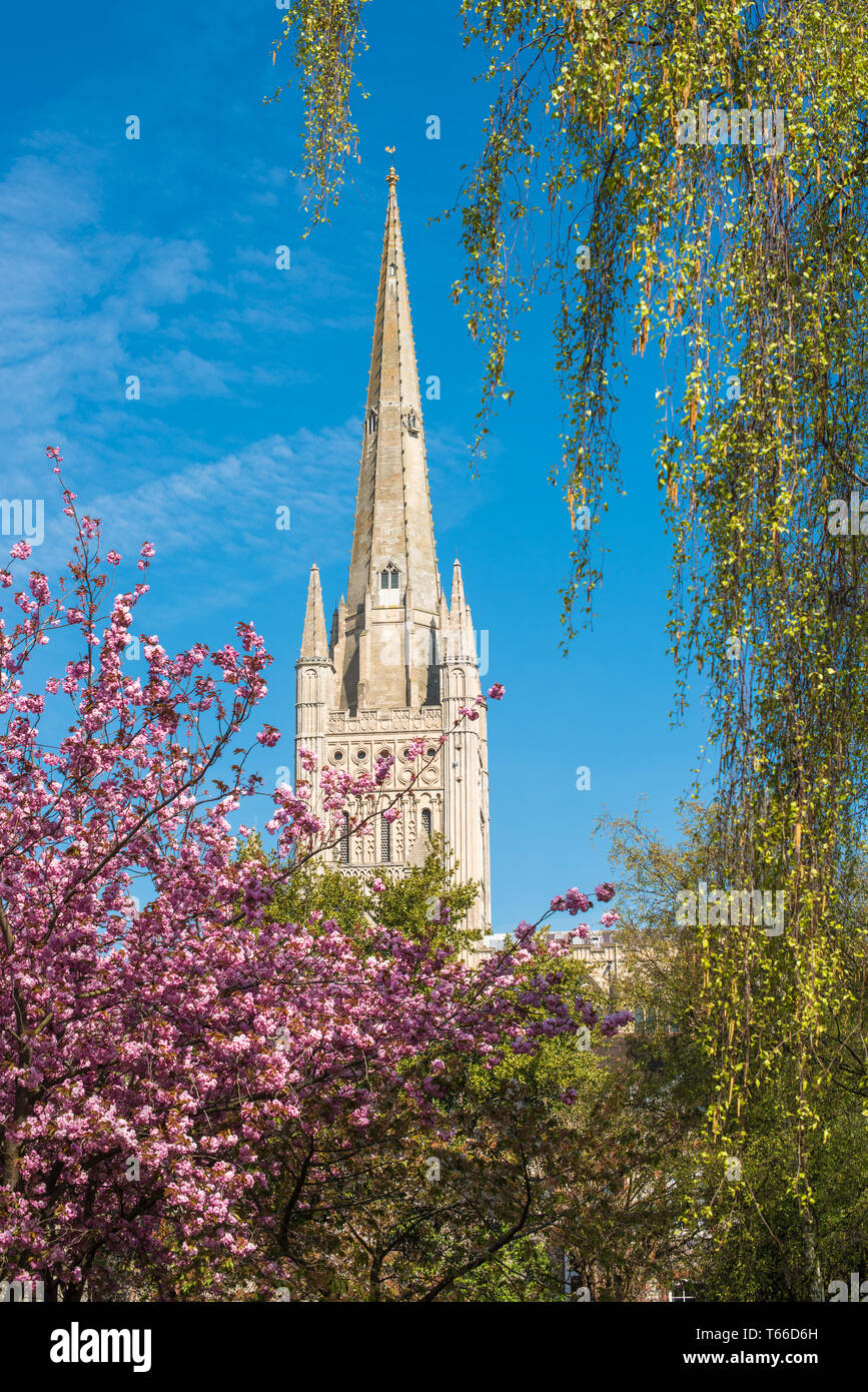 Norwich Cathedral in centro città di Norwich, Norfolk, East Anglia, Inghilterra, Regno Unito. Foto Stock