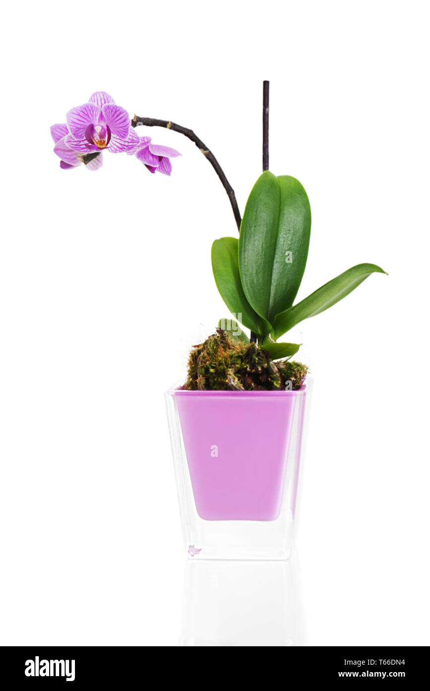 Miniatura orchid disposizione centrotavola in vaso ho Foto Stock