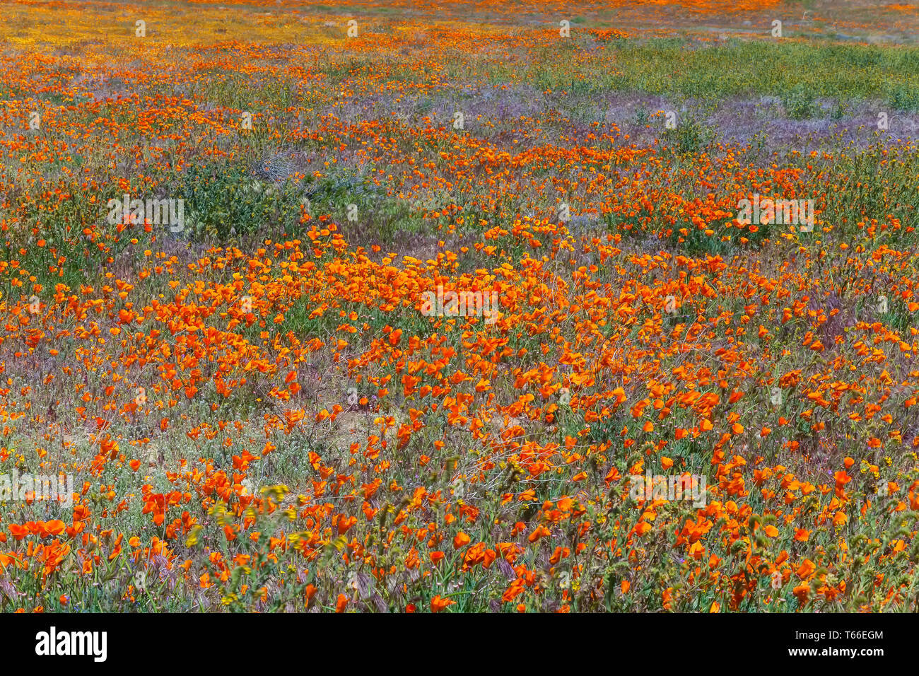 Campo di fioritura di papaveri della California (Eschscholzia californica) e altri fiori selvatici a Antelope Valley Riserva di papavero, CALIFORNIA, STATI UNITI D'AMERICA, in primavera Foto Stock