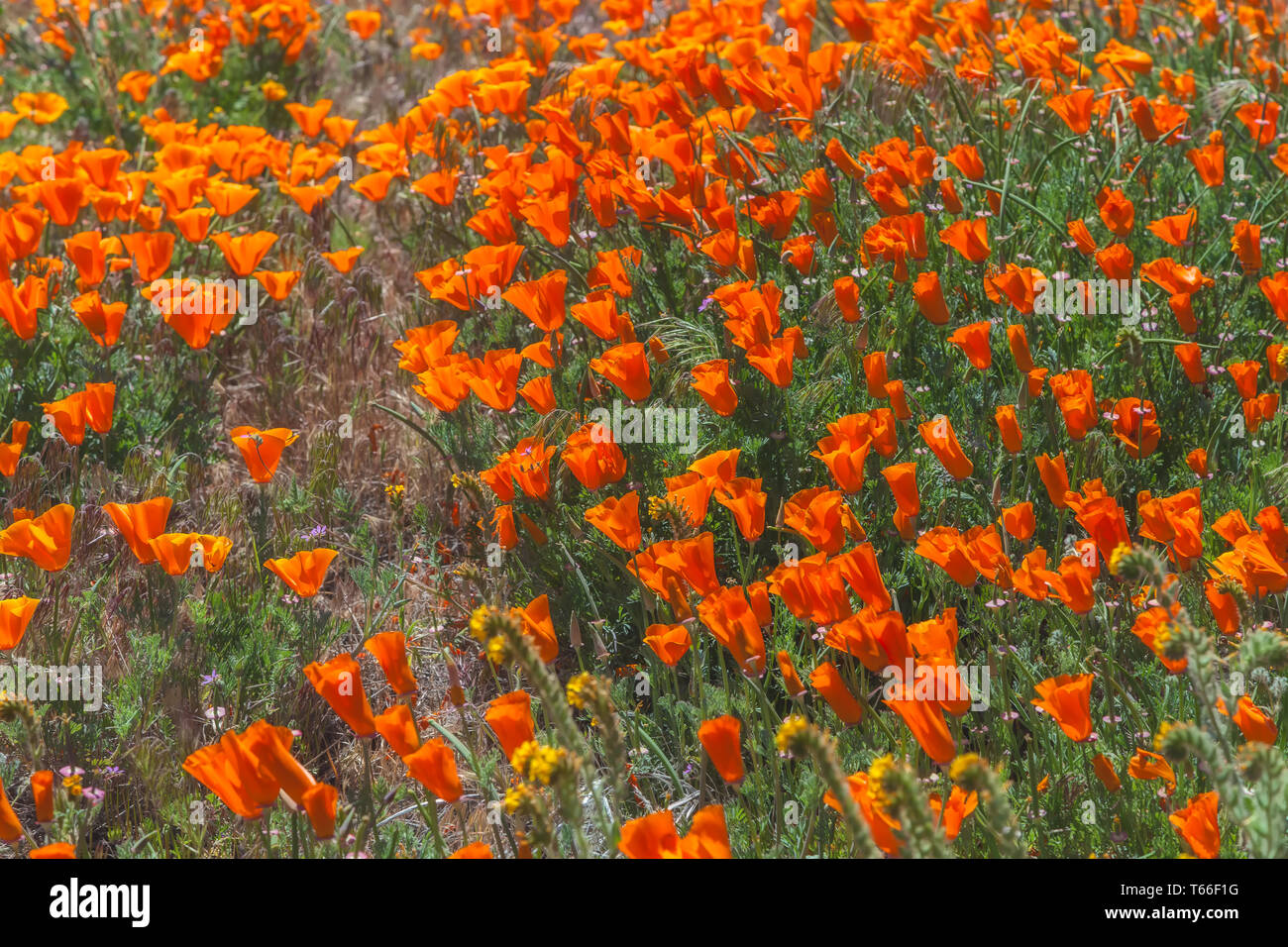 Blooming California poppies a Antelope Valley Riserva di papavero, California, Stati Uniti, in primavera. Foto Stock