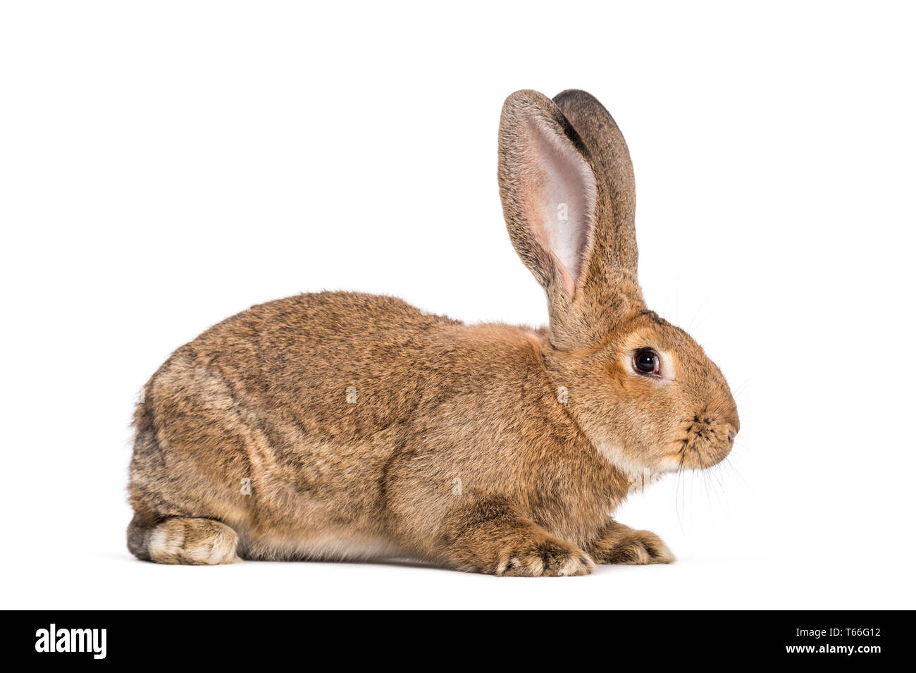 Gigante fiammingo coniglio, 6 mesi di età, di fronte a uno sfondo bianco Foto Stock