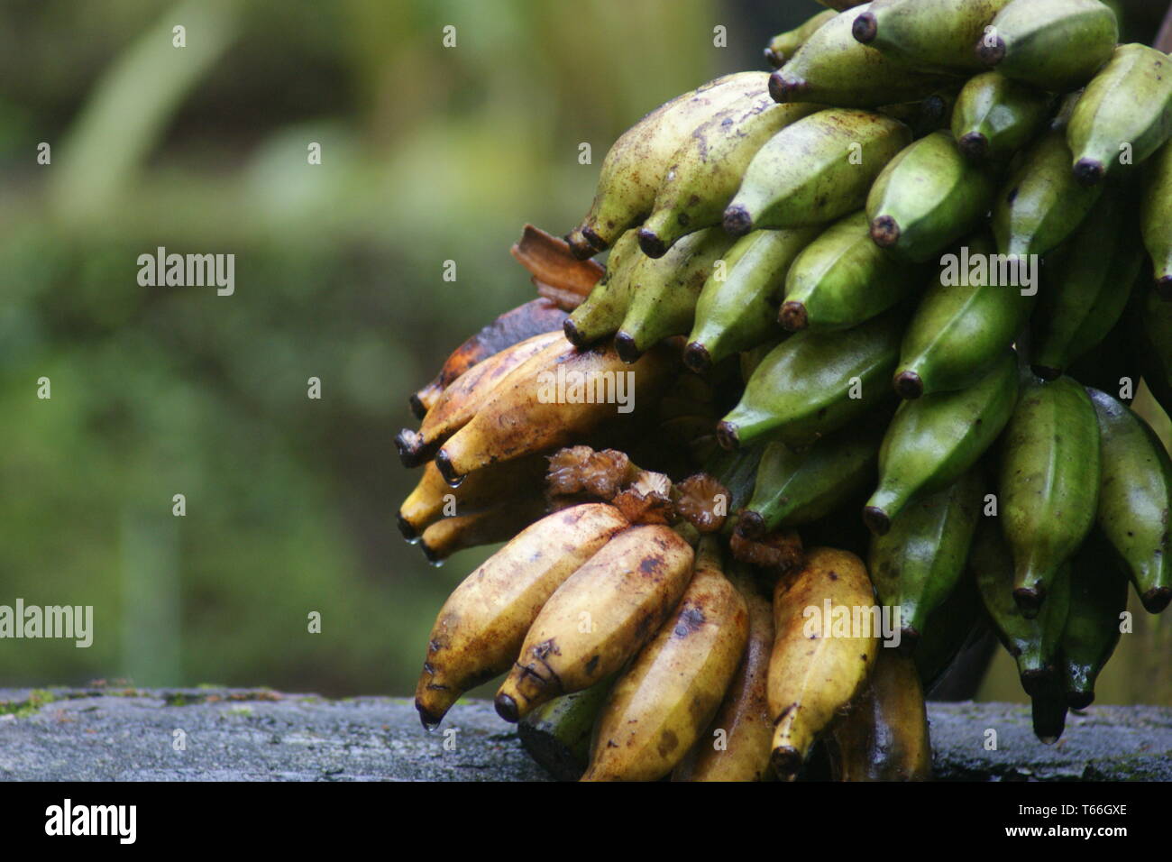 Mezza banana stagionato Foto Stock