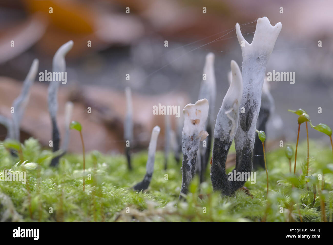 Candelabro Fungo (Xylaria hypoxylon), Germania Foto Stock