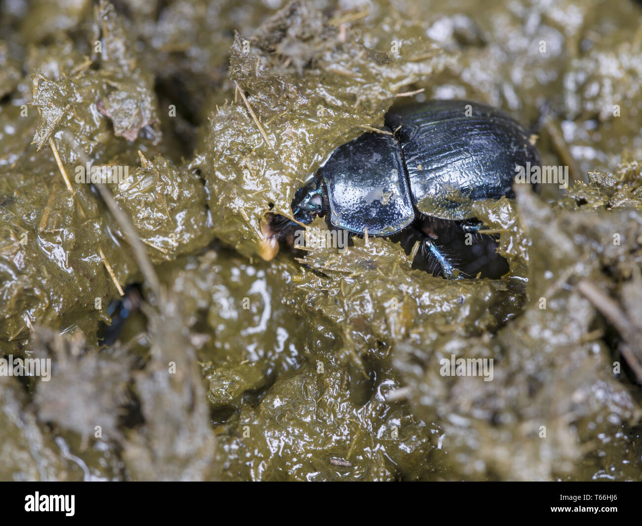 Sterco Earth-Boring coleotteri (Anoplotrupes stercorosu Foto Stock