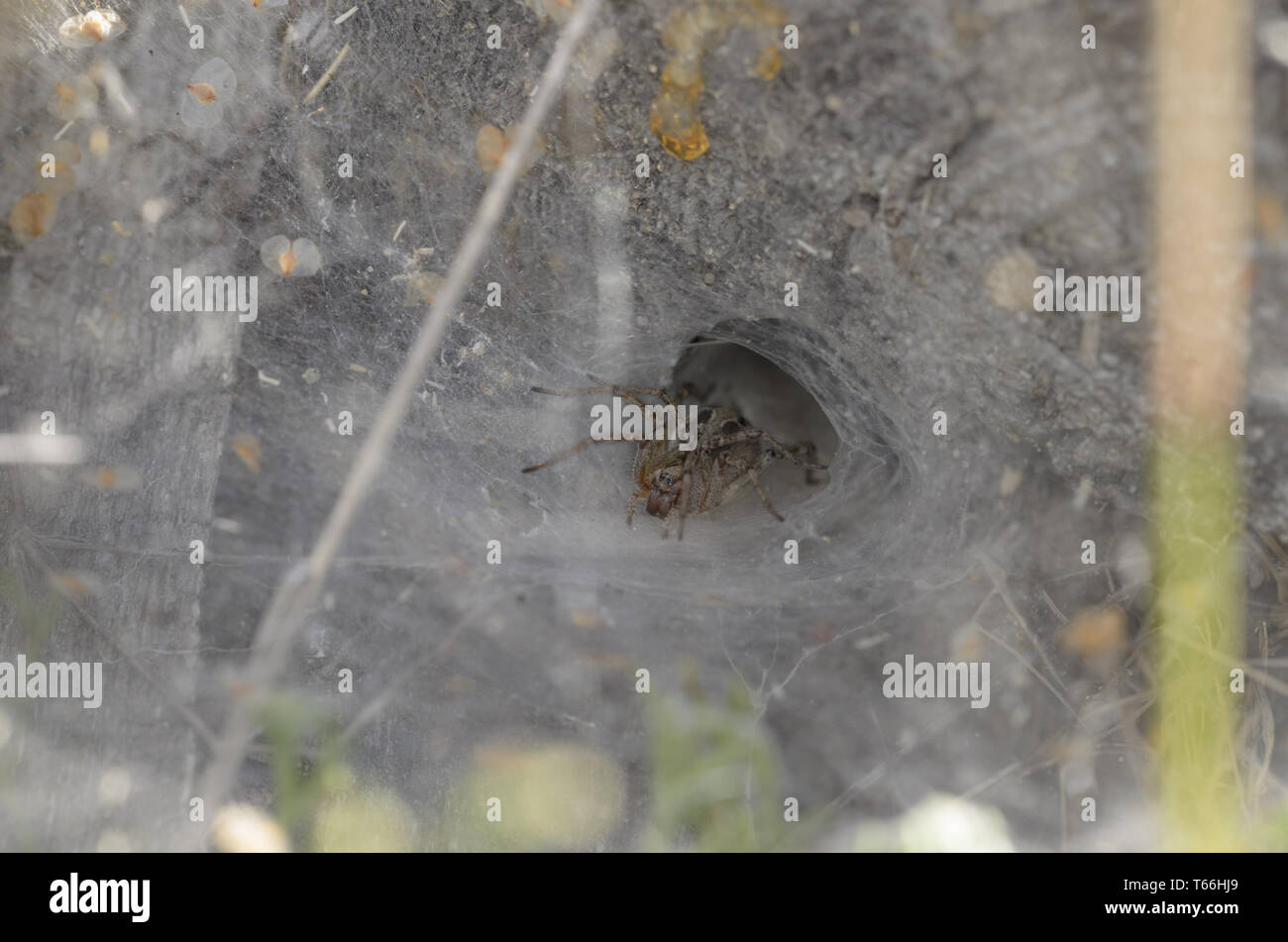 Funnel-Web Spider (Agelena labyrinthica), femmina, Foto Stock