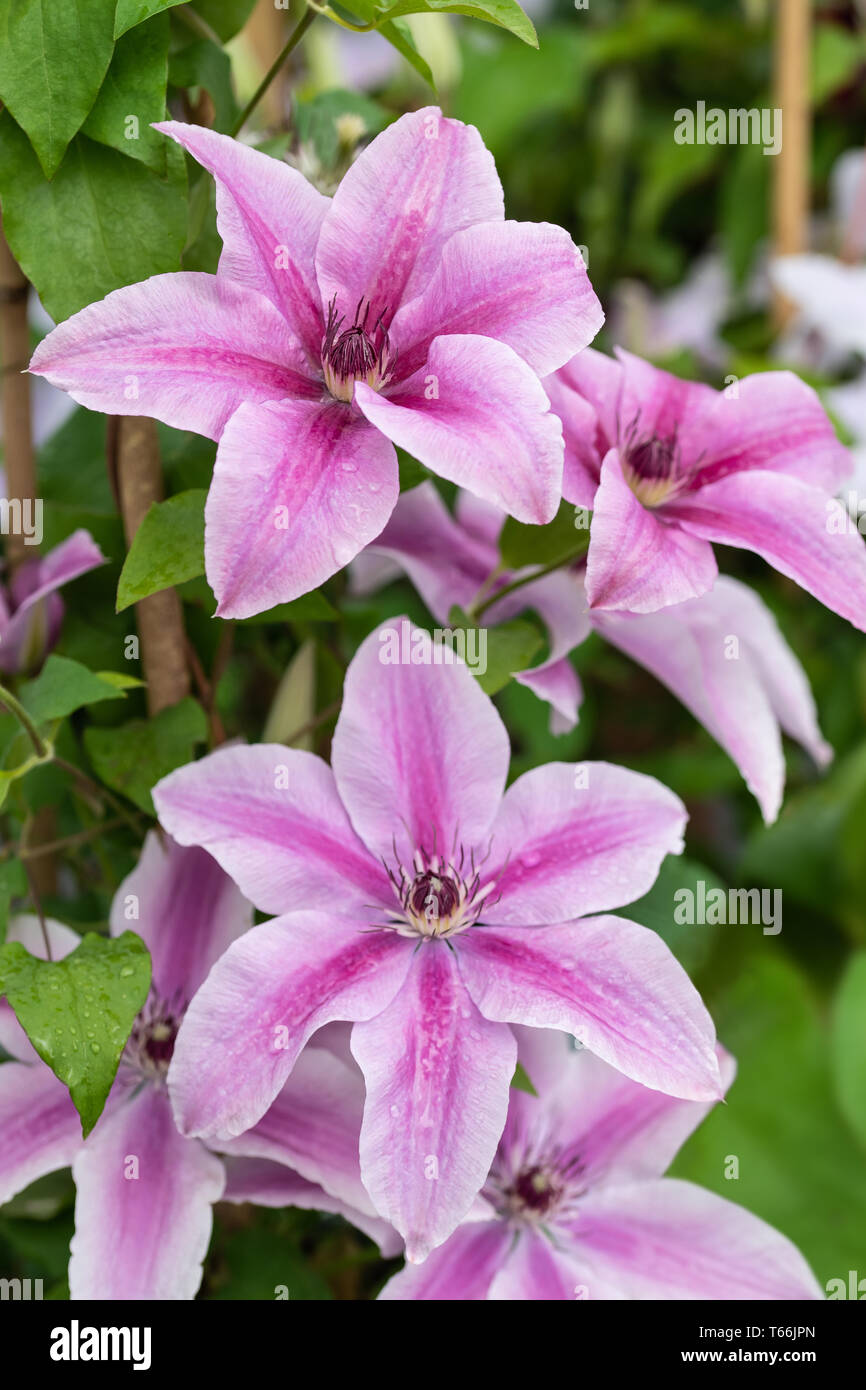 Clematide rosa fiori in un giardino Foto Stock
