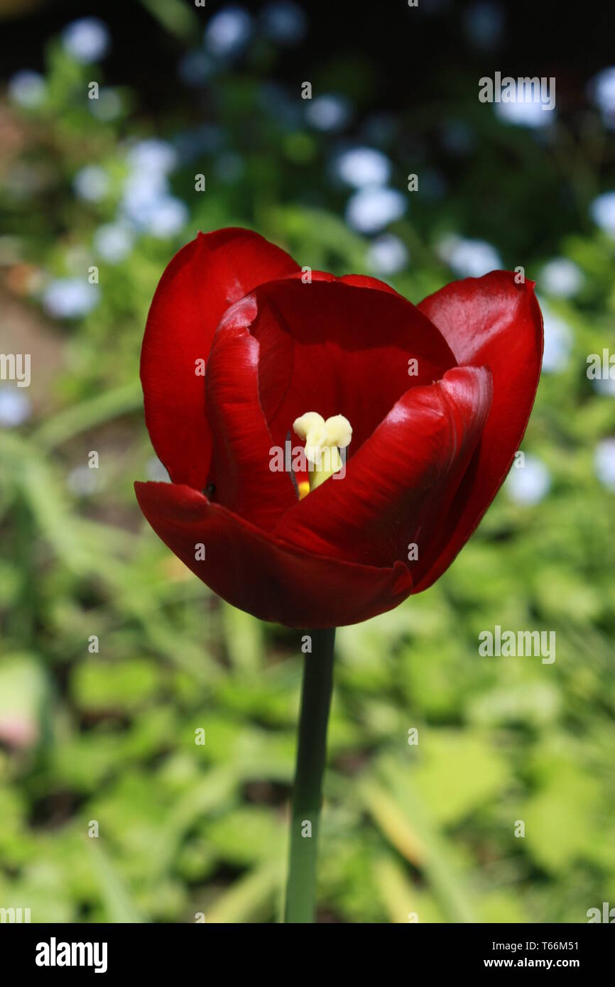 tulipano rosso Foto Stock
