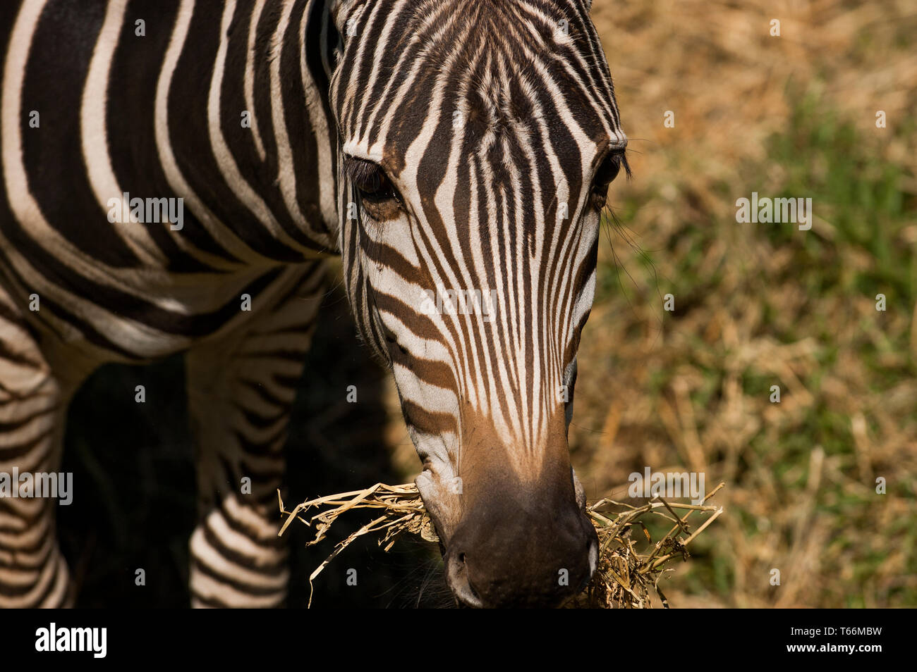 Zebra pascolo a Taronga Western Plains Zoo, Dubbo, Nuovo Galles del Sud, Australia Foto Stock