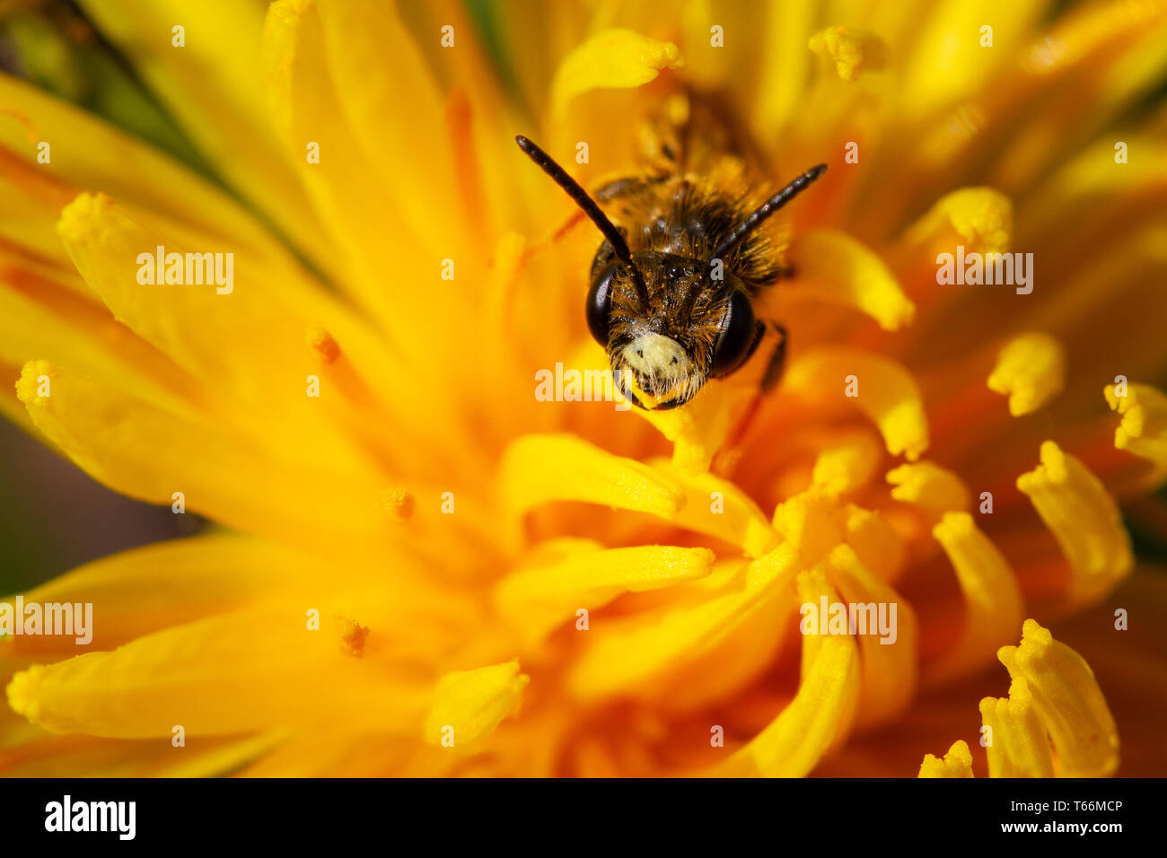 Regno Unito Fauna selvatica: foto macro di un biancospino mining bee (Andrena chrysosceles) Il peering al di fuori del centro di un fiore di tarassaco in una giornata di sole Foto Stock